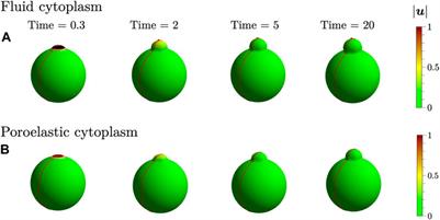 3D Computational Modeling of Bleb Initiation Dynamics